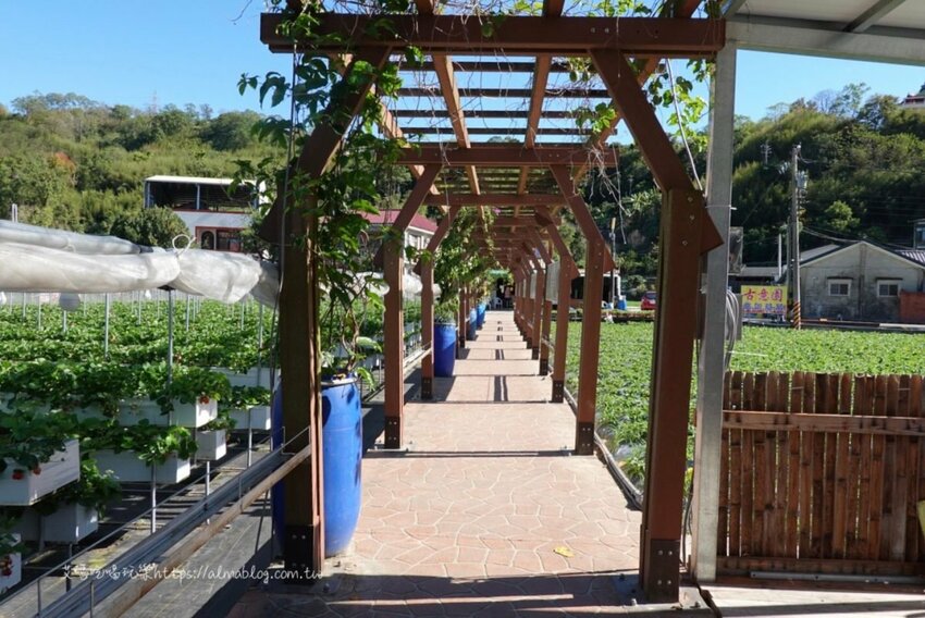 免費景點！冬天就是要來草莓世界．草莓香腸四支100元．體驗採紅寶石草莓 - 艾瑪▪ 享受吃喝玩樂札記