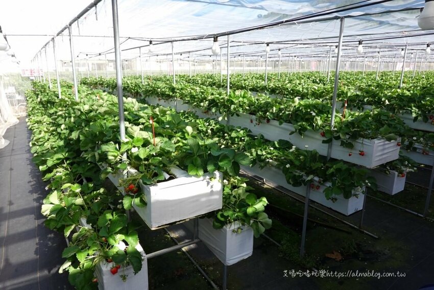 免費景點！冬天就是要來草莓世界．草莓香腸四支100元．體驗採紅寶石草莓 - 艾瑪▪ 享受吃喝玩樂札記