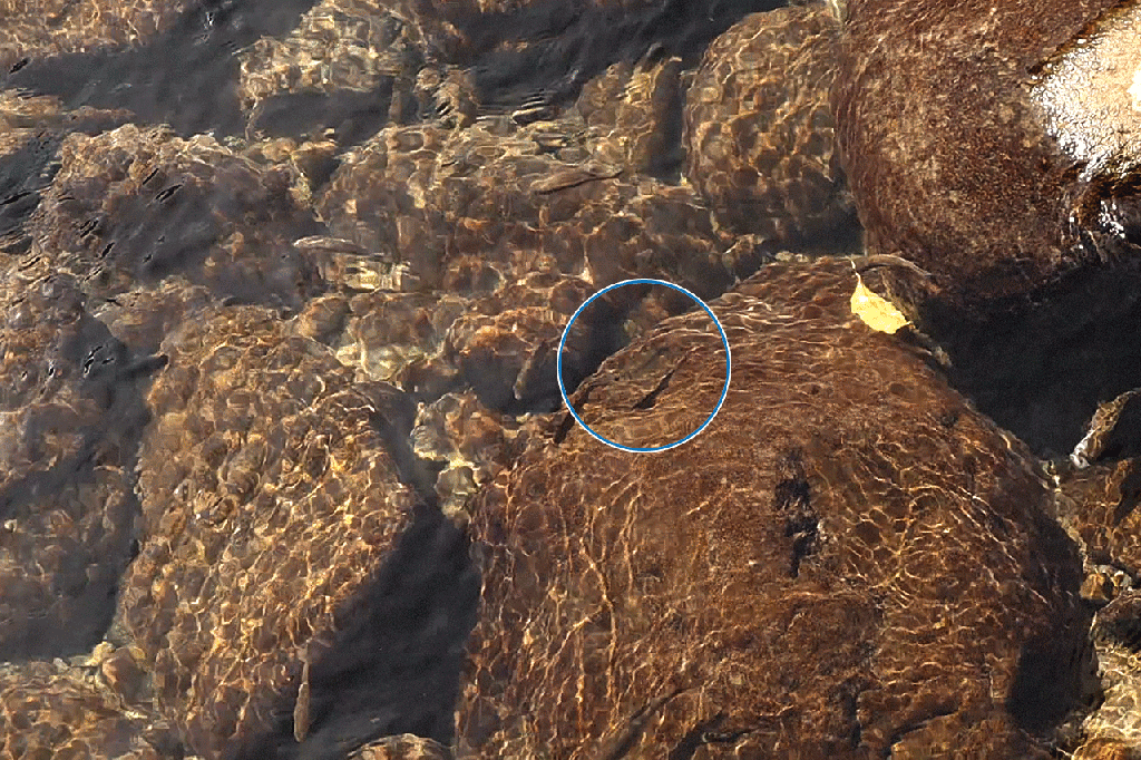 苗栗健行｜蓬萊溪護魚步道｜用聲音療癒放鬆自已