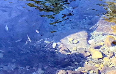 苗栗一日遊-蓬萊溪護魚步道-悠閒、好走頗有趣~沿路都有好心情