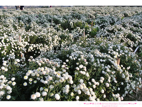 2013苗栗銅鑼杭菊季:【遊記】oO。苗栗 2013苗栗銅鑼杭菊芋頭節 平地的11月雪,趕快趁採收前來欣賞這美麗的景象吧~。o○。 2013苗栗銅鑼杭菊季:【遊記】oO。苗栗 2013苗栗銅鑼杭菊芋頭節 平地的11月雪,趕快趁採收前來欣賞這美麗的景象吧~。o○。