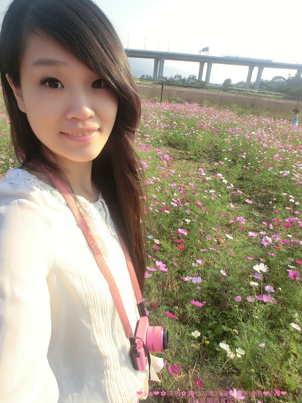 2013苗栗銅鑼杭菊季:【遊記】oO。苗栗 2013苗栗銅鑼杭菊芋頭節 平地的11月雪,趕快趁採收前來欣賞這美麗的景象吧~。o○。 2013苗栗銅鑼杭菊季:【遊記】oO。苗栗 2013苗栗銅鑼杭菊芋頭節 平地的11月雪,趕快趁採收前來欣賞這美麗的景象吧~。o○。