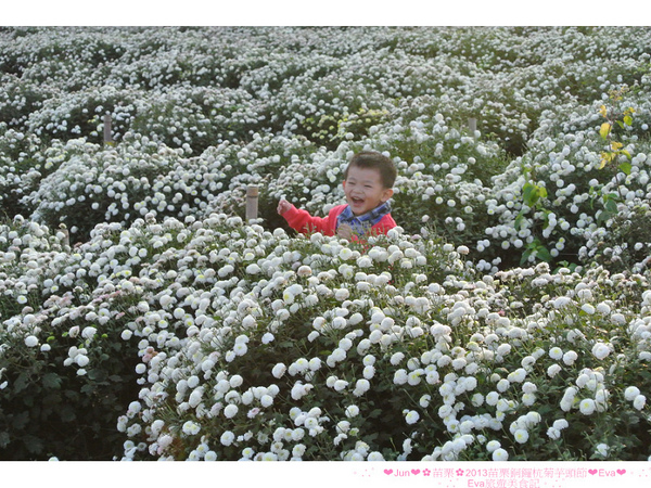 2013苗栗銅鑼杭菊季:【遊記】oO。苗栗 2013苗栗銅鑼杭菊芋頭節 平地的11月雪,趕快趁採收前來欣賞這美麗的景象吧~。o○。 2013苗栗銅鑼杭菊季:【遊記】oO。苗栗 2013苗栗銅鑼杭菊芋頭節 平地的11月雪,趕快趁採收前來欣賞這美麗的景象吧~。o○。