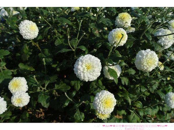 2013苗栗銅鑼杭菊季:【遊記】oO。苗栗 2013苗栗銅鑼杭菊芋頭節 平地的11月雪,趕快趁採收前來欣賞這美麗的景象吧~。o○。 2013苗栗銅鑼杭菊季:【遊記】oO。苗栗 2013苗栗銅鑼杭菊芋頭節 平地的11月雪,趕快趁採收前來欣賞這美麗的景象吧~。o○。