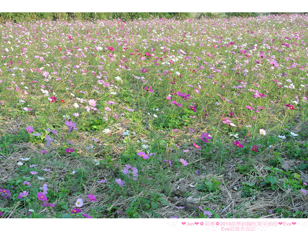 2013苗栗銅鑼杭菊季:【遊記】oO。苗栗 2013苗栗銅鑼杭菊芋頭節 平地的11月雪,趕快趁採收前來欣賞這美麗的景象吧~。o○。 2013苗栗銅鑼杭菊季:【遊記】oO。苗栗 2013苗栗銅鑼杭菊芋頭節 平地的11月雪,趕快趁採收前來欣賞這美麗的景象吧~。o○。