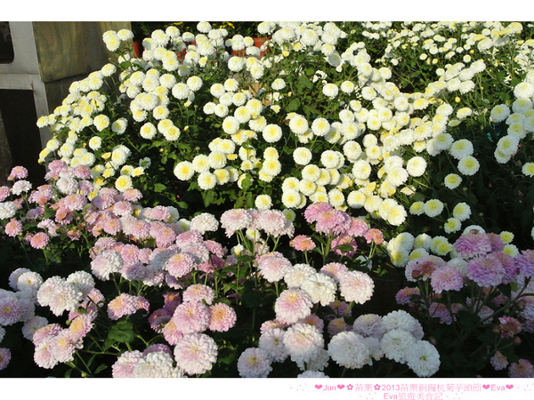 2013苗栗銅鑼杭菊季:【遊記】oO。苗栗 2013苗栗銅鑼杭菊芋頭節 平地的11月雪,趕快趁採收前來欣賞這美麗的景象吧~。o○。 2013苗栗銅鑼杭菊季:【遊記】oO。苗栗 2013苗栗銅鑼杭菊芋頭節 平地的11月雪,趕快趁採收前來欣賞這美麗的景象吧~。o○。