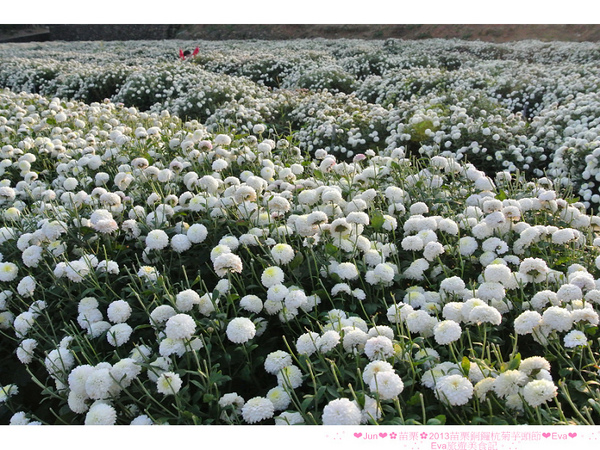 2013苗栗銅鑼杭菊季:【遊記】oO。苗栗 2013苗栗銅鑼杭菊芋頭節 平地的11月雪,趕快趁採收前來欣賞這美麗的景象吧~。o○。 2013苗栗銅鑼杭菊季:【遊記】oO。苗栗 2013苗栗銅鑼杭菊芋頭節 平地的11月雪,趕快趁採收前來欣賞這美麗的景象吧~。o○。