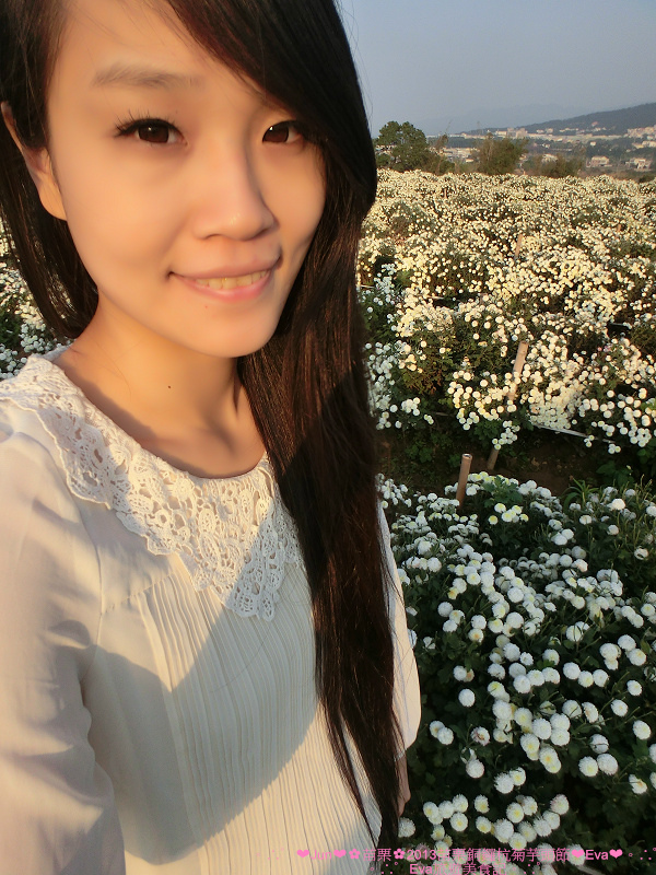 2013苗栗銅鑼杭菊季:【遊記】oO。苗栗 2013苗栗銅鑼杭菊芋頭節 平地的11月雪,趕快趁採收前來欣賞這美麗的景象吧~。o○。 2013苗栗銅鑼杭菊季:【遊記】oO。苗栗 2013苗栗銅鑼杭菊芋頭節 平地的11月雪,趕快趁採收前來欣賞這美麗的景象吧~。o○。