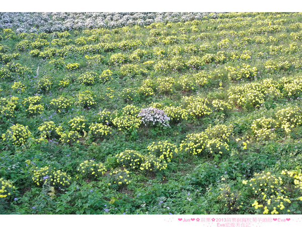 2013苗栗銅鑼杭菊季:【遊記】oO。苗栗 2013苗栗銅鑼杭菊芋頭節 平地的11月雪,趕快趁採收前來欣賞這美麗的景象吧~。o○。 2013苗栗銅鑼杭菊季:【遊記】oO。苗栗 2013苗栗銅鑼杭菊芋頭節 平地的11月雪,趕快趁採收前來欣賞這美麗的景象吧~。o○。