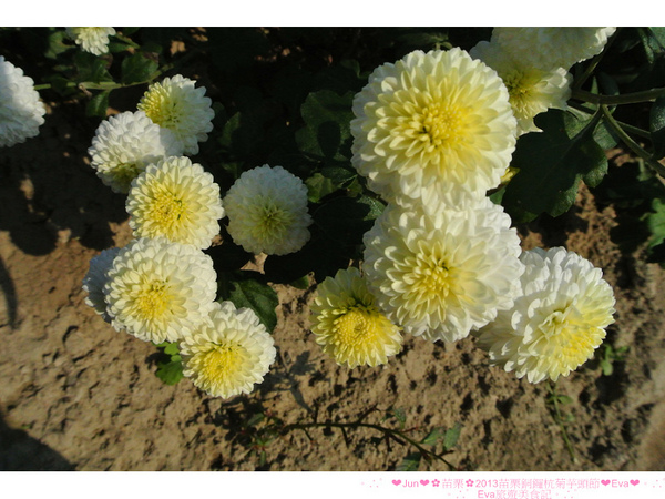 2013苗栗銅鑼杭菊季:【遊記】oO。苗栗 2013苗栗銅鑼杭菊芋頭節 平地的11月雪,趕快趁採收前來欣賞這美麗的景象吧~。o○。 2013苗栗銅鑼杭菊季:【遊記】oO。苗栗 2013苗栗銅鑼杭菊芋頭節 平地的11月雪,趕快趁採收前來欣賞這美麗的景象吧~。o○。