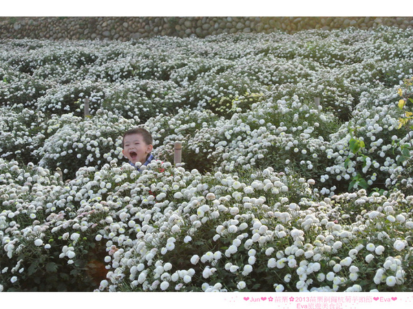 2013苗栗銅鑼杭菊季:【遊記】oO。苗栗 2013苗栗銅鑼杭菊芋頭節 平地的11月雪,趕快趁採收前來欣賞這美麗的景象吧~。o○。 2013苗栗銅鑼杭菊季:【遊記】oO。苗栗 2013苗栗銅鑼杭菊芋頭節 平地的11月雪,趕快趁採收前來欣賞這美麗的景象吧~。o○。