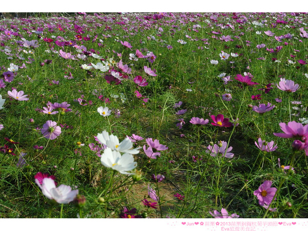 2013苗栗銅鑼杭菊季:【遊記】oO。苗栗 2013苗栗銅鑼杭菊芋頭節 平地的11月雪,趕快趁採收前來欣賞這美麗的景象吧~。o○。 2013苗栗銅鑼杭菊季:【遊記】oO。苗栗 2013苗栗銅鑼杭菊芋頭節 平地的11月雪,趕快趁採收前來欣賞這美麗的景象吧~。o○。