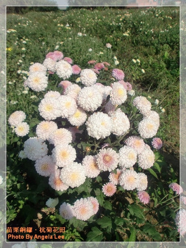 苗栗.銅鑼♡賞杭菊花雪♡