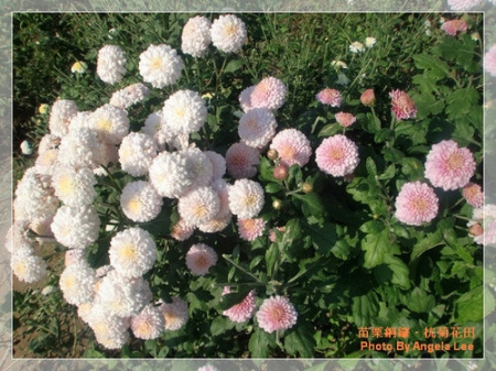 苗栗.銅鑼♡賞杭菊花雪♡