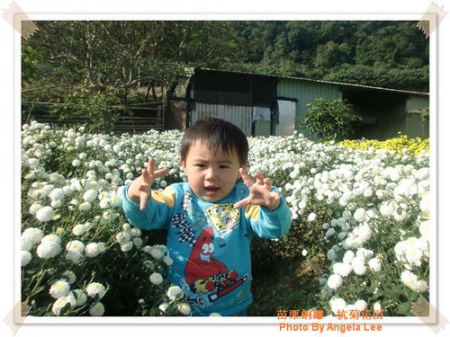 苗栗.銅鑼♡賞杭菊花雪♡