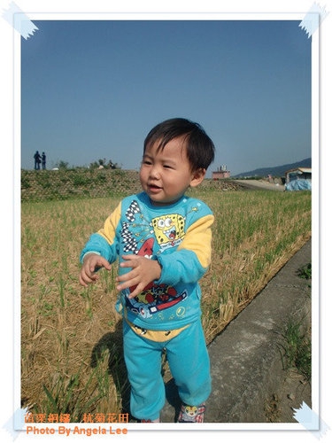苗栗.銅鑼♡賞杭菊花雪♡