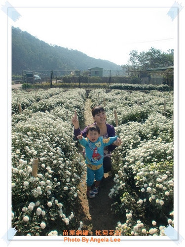 苗栗.銅鑼♡賞杭菊花雪♡