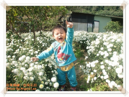苗栗.銅鑼♡賞杭菊花雪♡