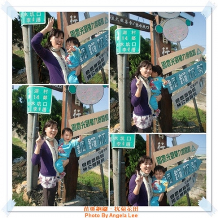 苗栗.銅鑼♡賞杭菊花雪♡