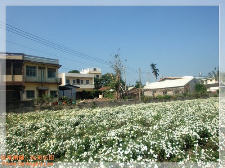 苗栗.銅鑼♡賞杭菊花雪♡