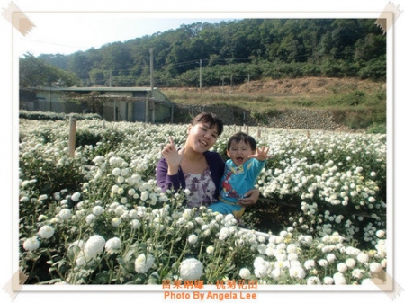 苗栗.銅鑼♡賞杭菊花雪♡