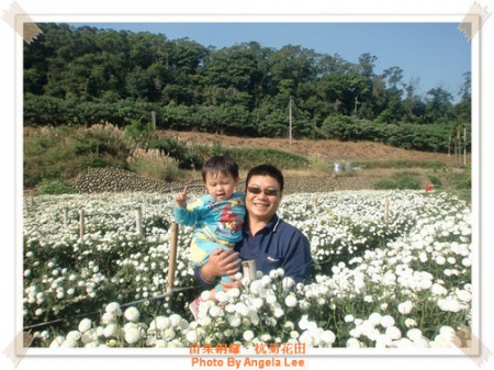 苗栗.銅鑼♡賞杭菊花雪♡