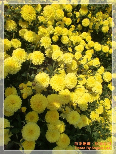 苗栗.銅鑼♡賞杭菊花雪♡