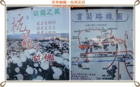 苗栗.銅鑼♡賞杭菊花雪♡