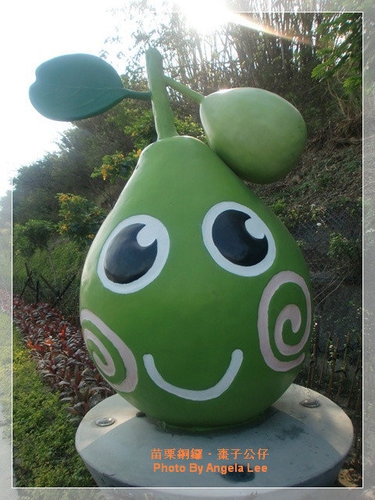 苗栗.銅鑼♡賞杭菊花雪♡