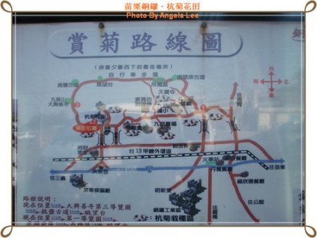 苗栗.銅鑼♡賞杭菊花雪♡