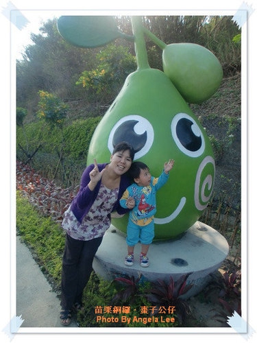 苗栗.銅鑼♡賞杭菊花雪♡