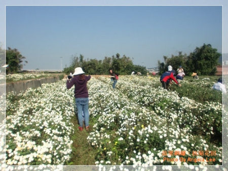 苗栗.銅鑼♡賞杭菊花雪♡