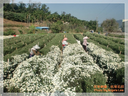 苗栗.銅鑼♡賞杭菊花雪♡