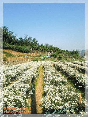 苗栗.銅鑼♡賞杭菊花雪♡