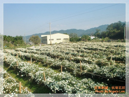 苗栗.銅鑼♡賞杭菊花雪♡