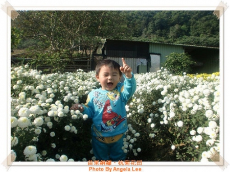 苗栗.銅鑼♡賞杭菊花雪♡