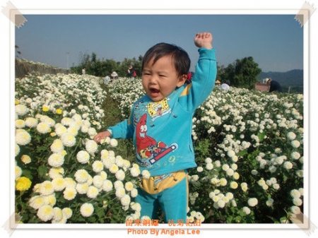 苗栗.銅鑼♡賞杭菊花雪♡