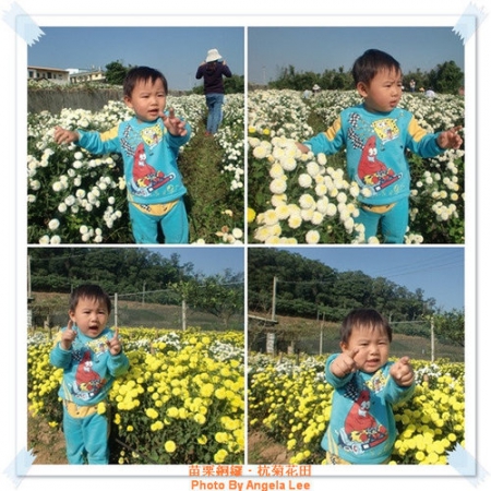 苗栗.銅鑼♡賞杭菊花雪♡