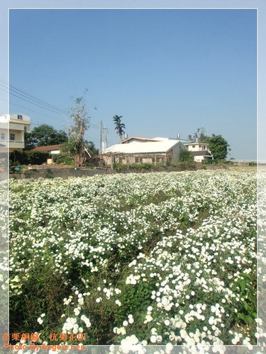 苗栗.銅鑼♡賞杭菊花雪♡