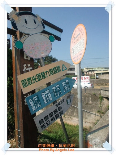 苗栗.銅鑼♡賞杭菊花雪♡