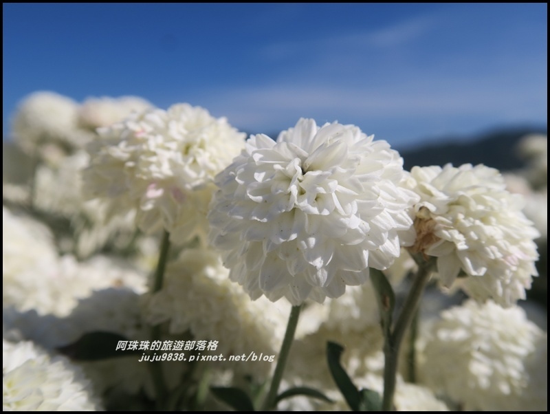銅鑼杭菊34.JPG