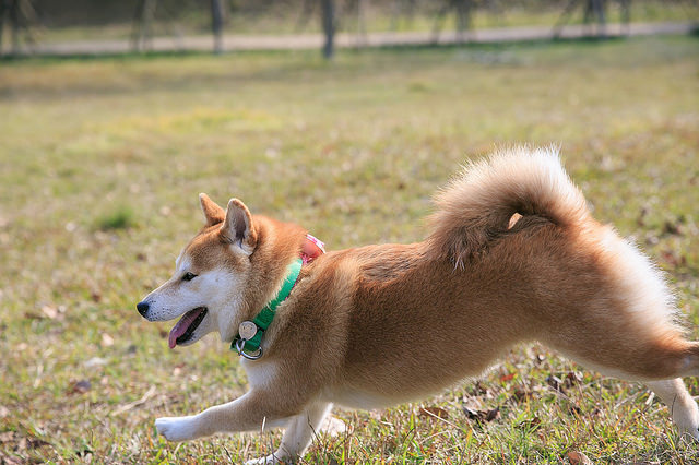 【苗栗景點】全台唯一湖中島嶼 親子寵物景點 日新島-水榭樓台 全台唯一湖中島嶼咖啡廳