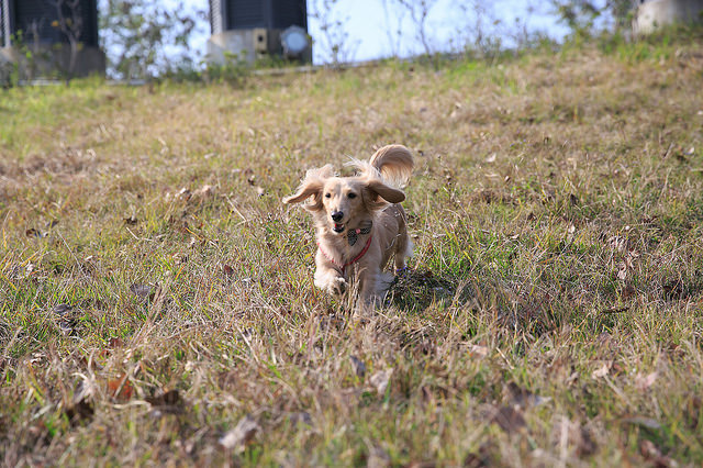 【苗栗景點】全台唯一湖中島嶼 親子寵物景點 日新島-水榭樓台 全台唯一湖中島嶼咖啡廳