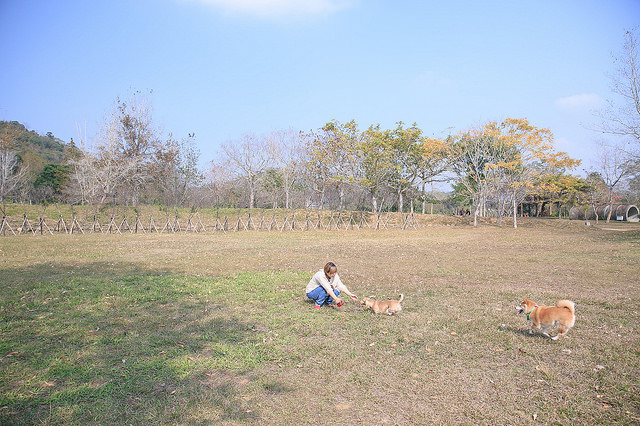 【苗栗景點】全台唯一湖中島嶼 親子寵物景點 日新島-水榭樓台 全台唯一湖中島嶼咖啡廳