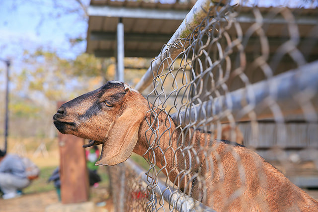 【苗栗景點】全台唯一湖中島嶼 親子寵物景點 日新島-水榭樓台 全台唯一湖中島嶼咖啡廳