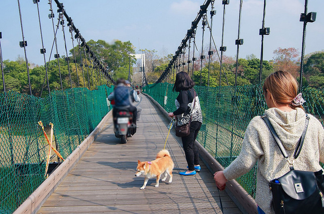 【苗栗景點】全台唯一湖中島嶼 親子寵物景點 日新島-水榭樓台 全台唯一湖中島嶼咖啡廳