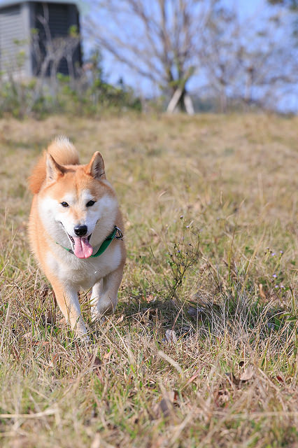 【苗栗景點】全台唯一湖中島嶼 親子寵物景點 日新島-水榭樓台 全台唯一湖中島嶼咖啡廳