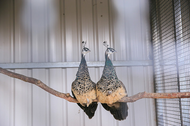 【苗栗景點】全台唯一湖中島嶼 親子寵物景點 日新島-水榭樓台 全台唯一湖中島嶼咖啡廳