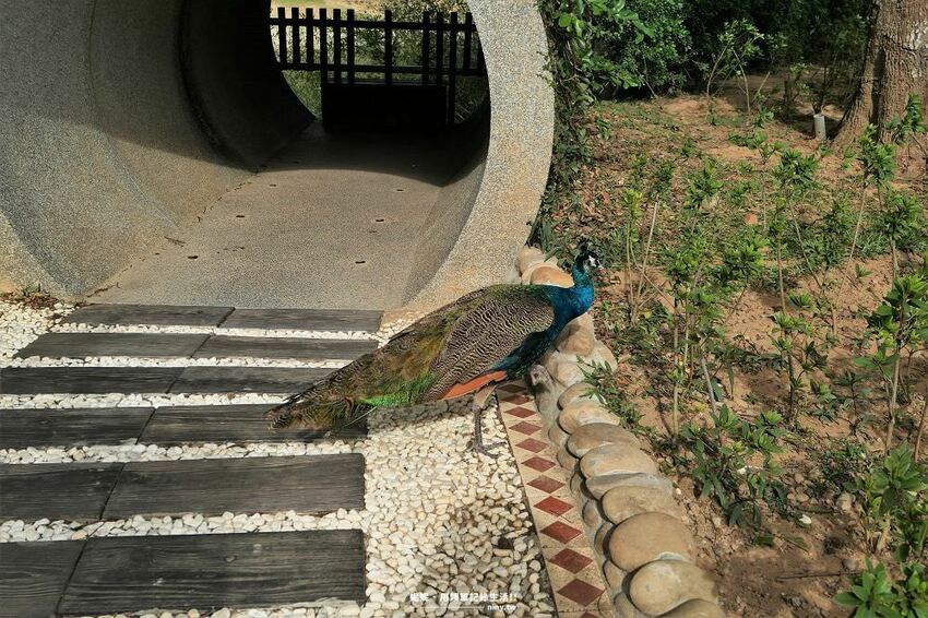 旅遊。苗栗★水庫上的可愛小島日新島 有動物有咖啡廳適合親子好友旅遊 - 妮妮˙ˇ˙用類單記錄生活!!