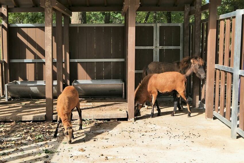 旅遊。苗栗★水庫上的可愛小島日新島 有動物有咖啡廳適合親子好友旅遊 - 妮妮˙ˇ˙用類單記錄生活!!